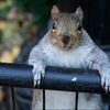 Squirrel Maulings Bring Out City's Squirrel Enthusiasts